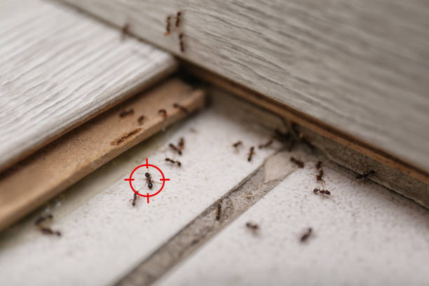 Best Emergency Pest Control  in Villa Park, CA