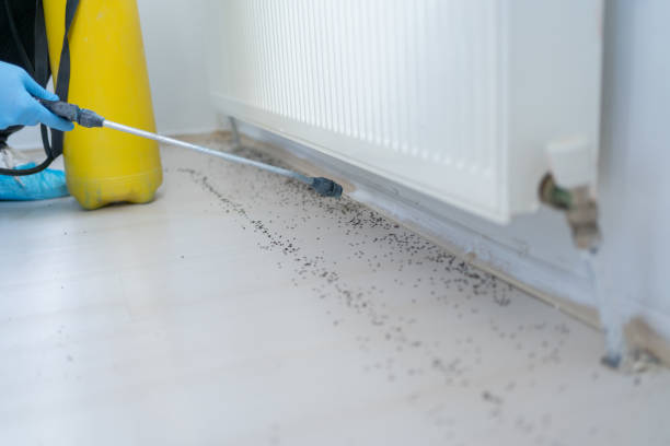 Best Termite Control Services  in Villa Park, CA