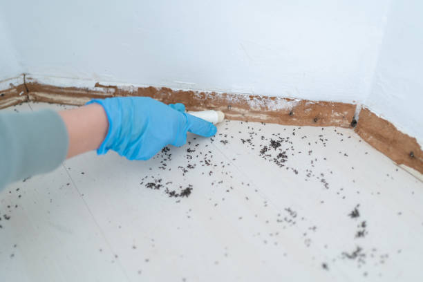 Wasp Removal Services in Villa Park, CA
